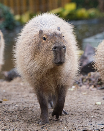 Capybara in Amazu, Chessington Zoo, Animal enclosure, Wildlife graphy HD phone wallpaper