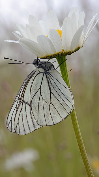 White Butterfly, Printed Aesthetic HD phone wallpaper