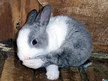 Animals, Rabbits HD wallpaper