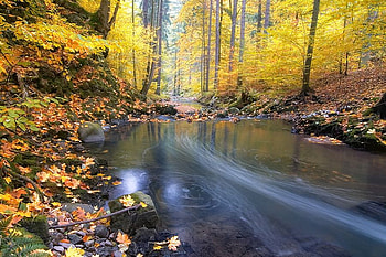 Forest Stream, cool, forest, , stream HD wallpaper