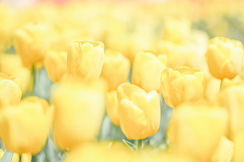 Yellow Flowers Minimal , flowers HD wallpaper