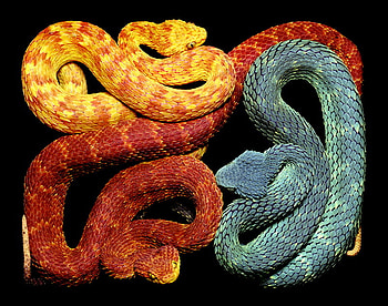 Pick your poison, poison, yellow, green, reptiles, orange, snakes HD wallpaper