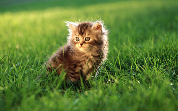 Animals, Cats HD wallpaper