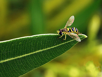 Grass, Macro, Sheet, Leaf, Striped, Bee, Color HD wallpaper
