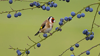 *** Cool ... the food around me...***, zwierzeta, ptaki, owoce, galazki HD wallpaper