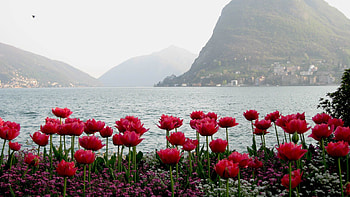 Flowers, Shore, Bank, Island HD wallpaper