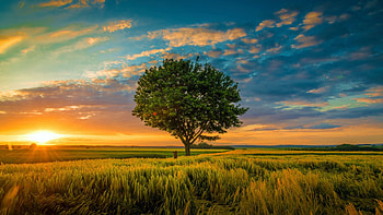 Amazing Sunset, sky, tree, colors, landscape, fields, clouds HD wallpaper