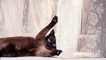 Animals, Cat, To Lie Down, Lie, Playful, Curtains HD wallpaper