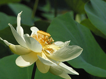 flower, nature HD wallpaper
