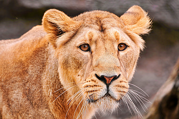 Animals, Muzzle, Lion, Predator, Big Cat HD wallpaper