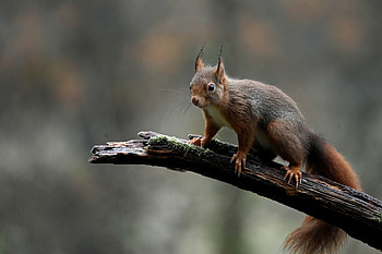 Squirrel, animal, tail, rodent HD wallpaper