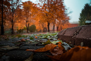 Vibrant autumn foliage and fallen leaves in a scenic park setting. HD wallpaper