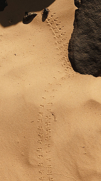 Niger , , Vibrant nation HD phone wallpaper