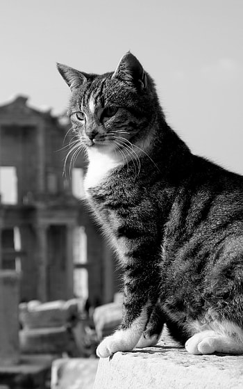 Black & White, Animal, cat HD phone wallpaper