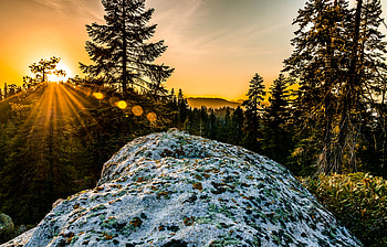 Nature, Trees, Snow, Sunlight, Hillock HD wallpaper