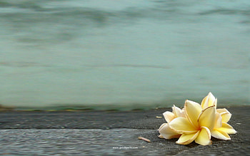 Floral desing, flowers, yellow HD wallpaper