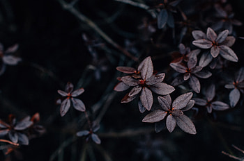 Berberis, Leaves HD wallpaper