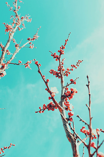 Flowers, Sky, Sakura, Branches, Bloom, Flowering HD phone wallpaper