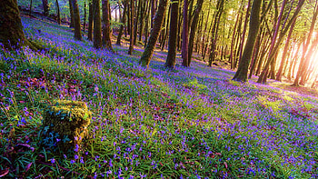 Bluebell Sunrise in Ireland, blue, sunrays, blossoms, trees, forest HD wallpaper