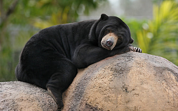 *** Bear ***, animal, brown, bear, animals HD wallpaper