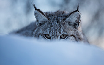Lynx hiding, Snow-covered landscape, Animal , Camouflaged beauty HD wallpaper