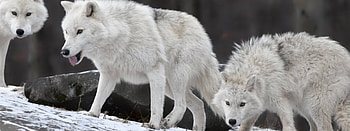 WHITE WOLVES, White, Wolves, nature, animals HD wallpaper