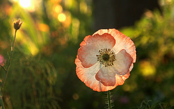 Flower, Macro, Shine, Light, Petals HD wallpaper