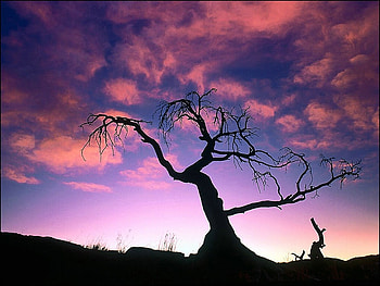 Sunrise Tree, pink, red, landscape, sky, sunset, sunrise, tree HD wallpaper