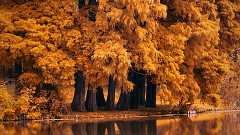 Autumn fall, Leaves, Forest, River, Trees HD wallpaper