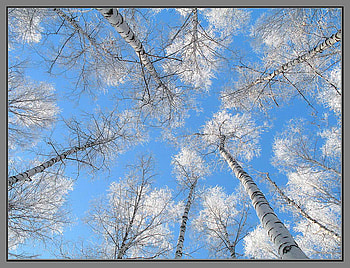 BLUE SKY, blue, white, branches, trees, tops, sky HD wallpaper