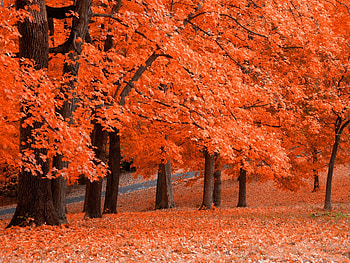 Red maple trees forest, Landscape, Fall HD wallpaper