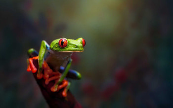 Red Eyed Tree Frog, Frog , Natu've's beauty, nature HD wallpaper