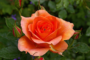 Drops, Flower, Macro, Rose Flower, Rose, Petals, Bud HD wallpaper
