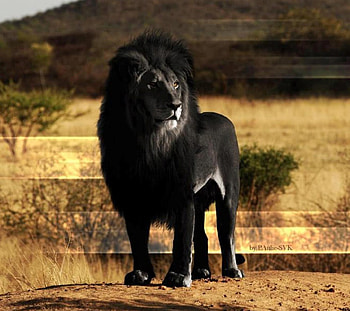 Black Lion, cats, mane, wild, lion HD wallpaper