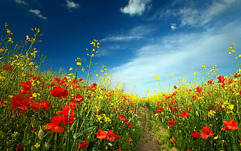 Pretty Papavers, Nature, Meadow, Flower, Papaver HD wallpaper