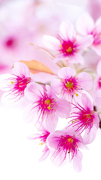 Cherry Blossom Tumblr HD phone wallpaper