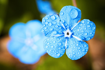Drops, Macro, Forget-Me-Not, Golboy, Holbowy HD wallpaper