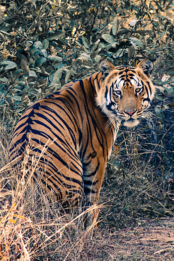 Animals, Big Cat, Sight, Opinion, Tiger, Animal, Wild HD phone wallpaper