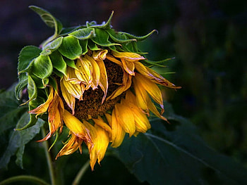 Time to sow, brown, sun flower, yellow, flower HD wallpaper