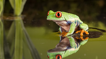 Frog , Animal backgrounds, collection, Nature-themed HD wallpaper