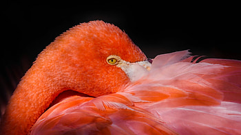 Feathers pink bird flamingo , Vibrant , Stunning background, Mesmerizing colors HD wallpaper