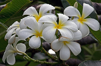 Plumeria, nature, flowers, close up HD wallpaper