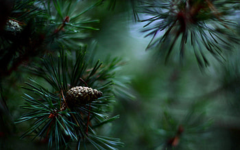 Macro, Blur, Smooth, Branch, Fir, Spruce HD wallpaper