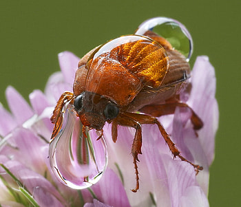 insect macro, animal, graphy, flower, insect, macro HD wallpaper