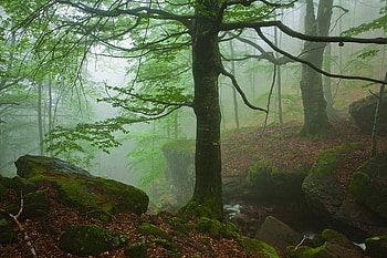 Mystical tree, fog, graphy, bulgaria, forest, tree HD wallpaper