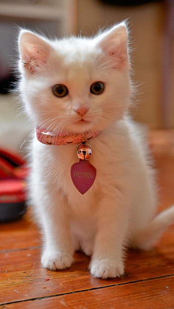 Cute Cat, Cute HD phone wallpaper
