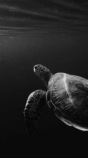 Turtle OLED , Sony Xperia , Sea turtle HD phone wallpaper