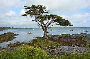 Nature, Coast, Wood, Tree, Ireland HD wallpaper
