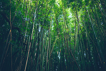 Nature, Trees, Bamboo, Thickets, Thicket HD wallpaper