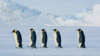 Penguin Backgrounds Penguin HD wallpaper
